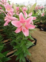 [4306 Piceno VH No201.JPG]